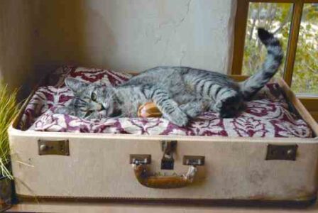 Try This: Cat Baggage Image